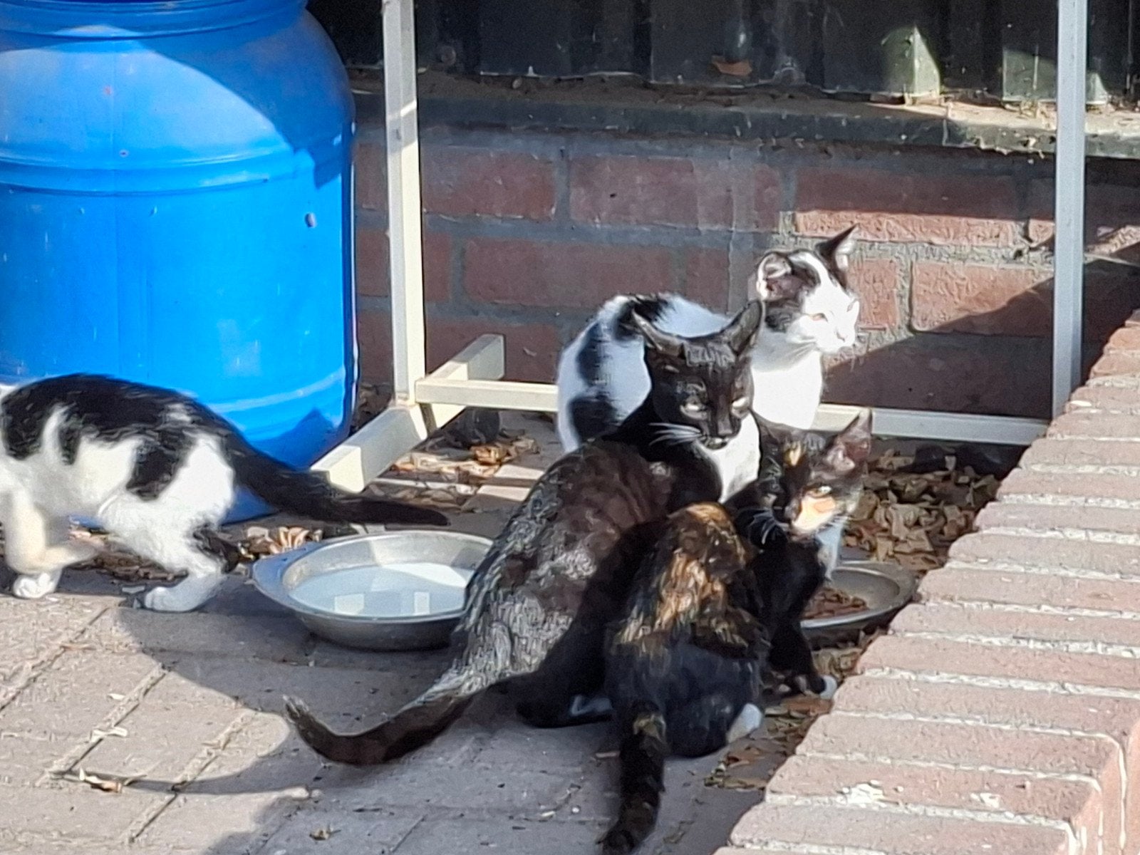 Boerderij kittens. Ruim 3 maanden oud.