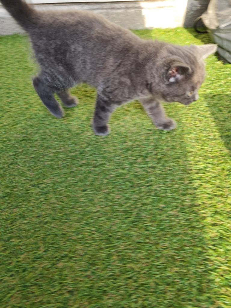 Kittenss grijs, Dieren en Toebehoren, Katten en Kittens | Overige Katten