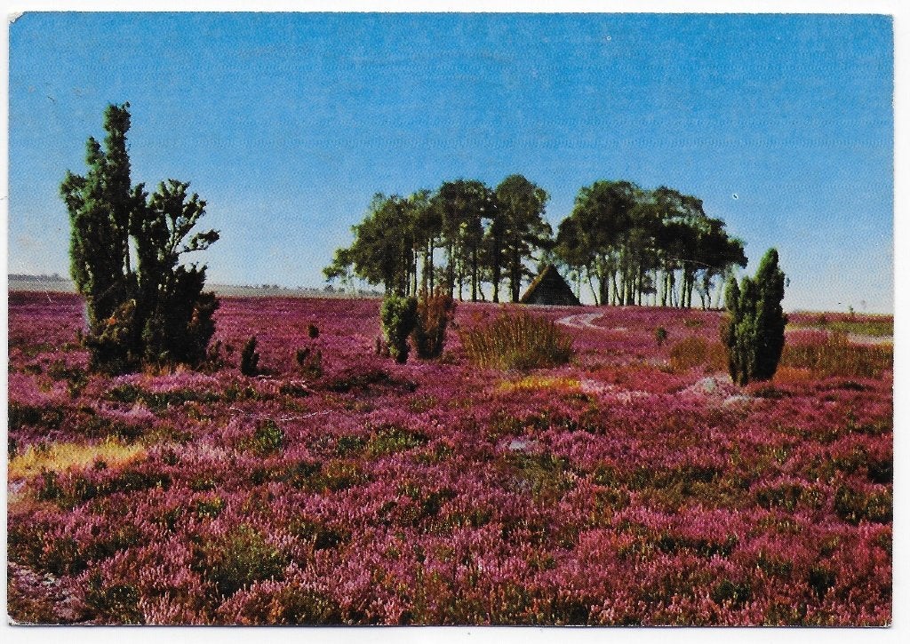 Nederland Heide Gelopen Ansichtkaart ( B6002 ), Ophalen of Verzenden, 1980 tot heden, Gelopen, Gelderland