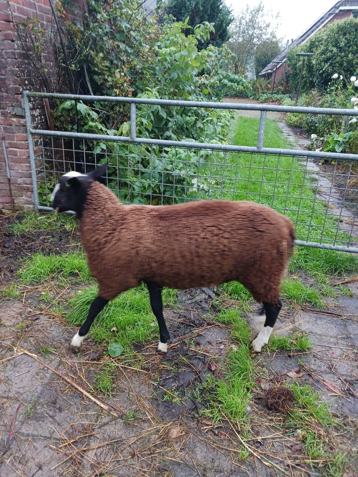 Zwartbles  dekram en shetlander appaloosa  merrie, Mannelijk, Schaap