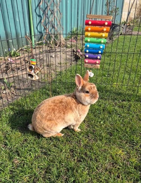 Mini rex ram te koop, Dieren en Toebehoren, Konijnen, Mannelijk, Klein, 3 tot 5 jaar