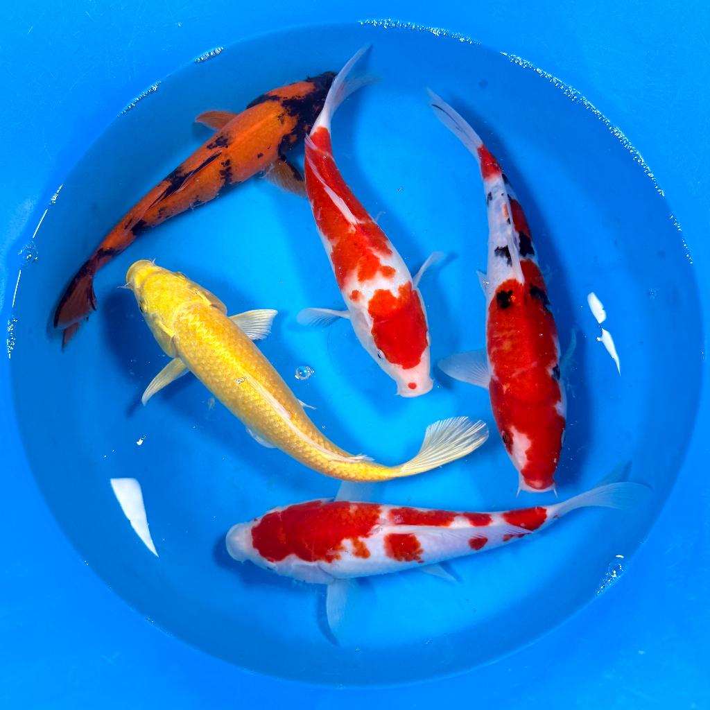 Marusei Nisai Mix 26-32cm | Japan koi | Leonie's Nishikigoi, Karper of Koi