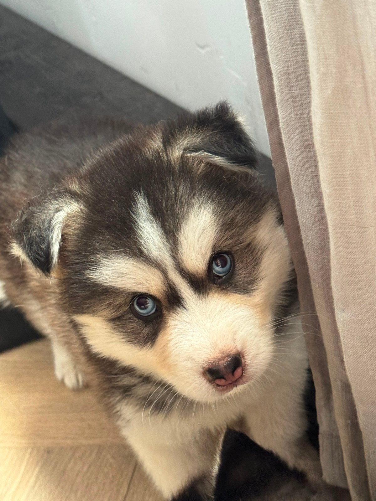 Lieve, schattige Pomsky pups mogen verhuizen, Overige rassen, 8 tot 15 weken, Parvo, Meerdere