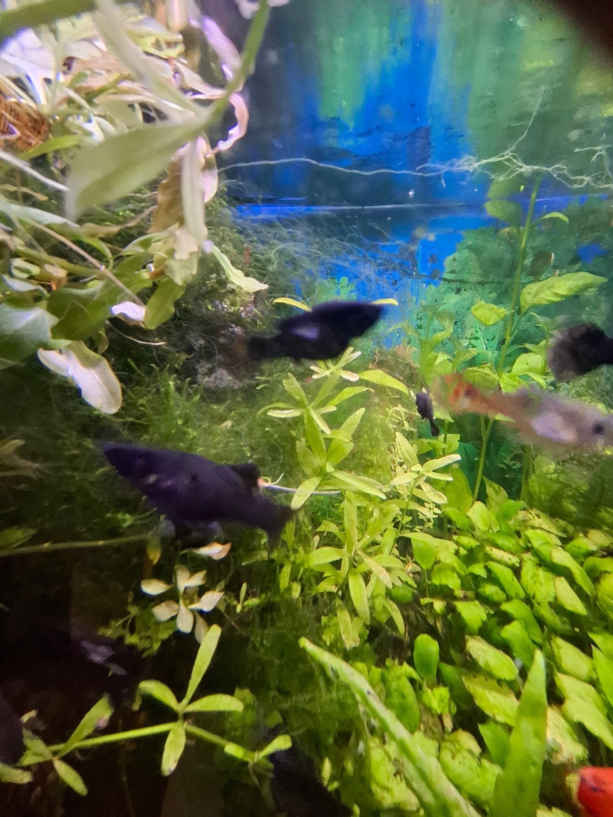 Gratis Black mollies, Dieren en Toebehoren, Vissen | Aquariumvissen, Vis
