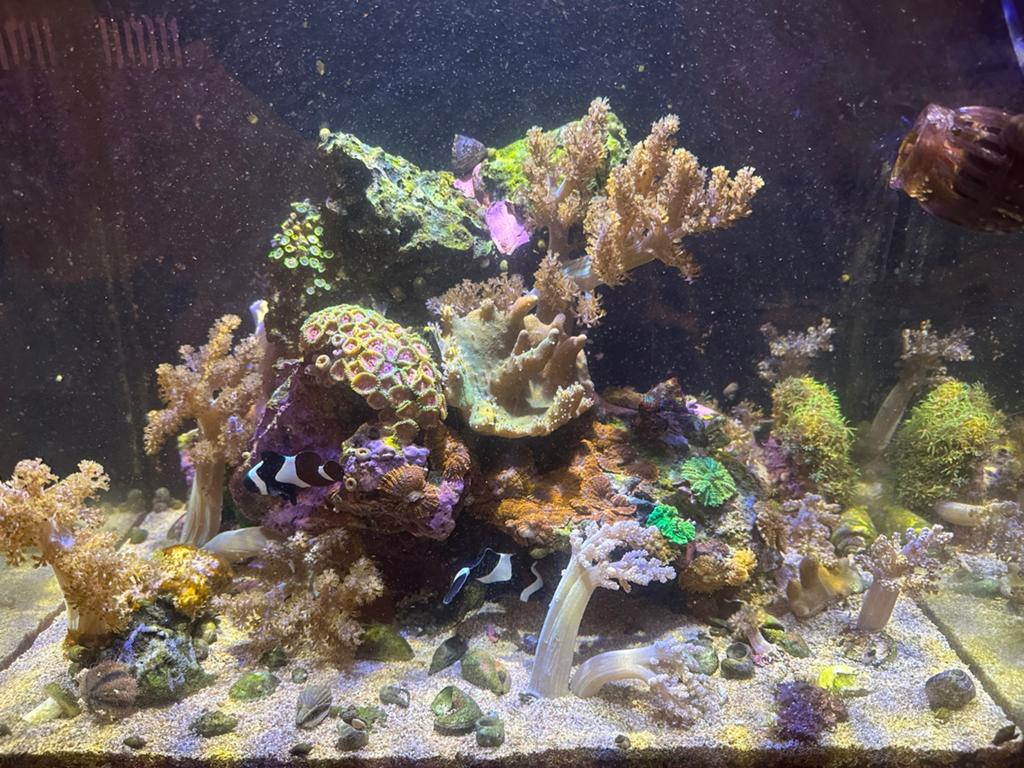 Zeewater aquarium, Vis