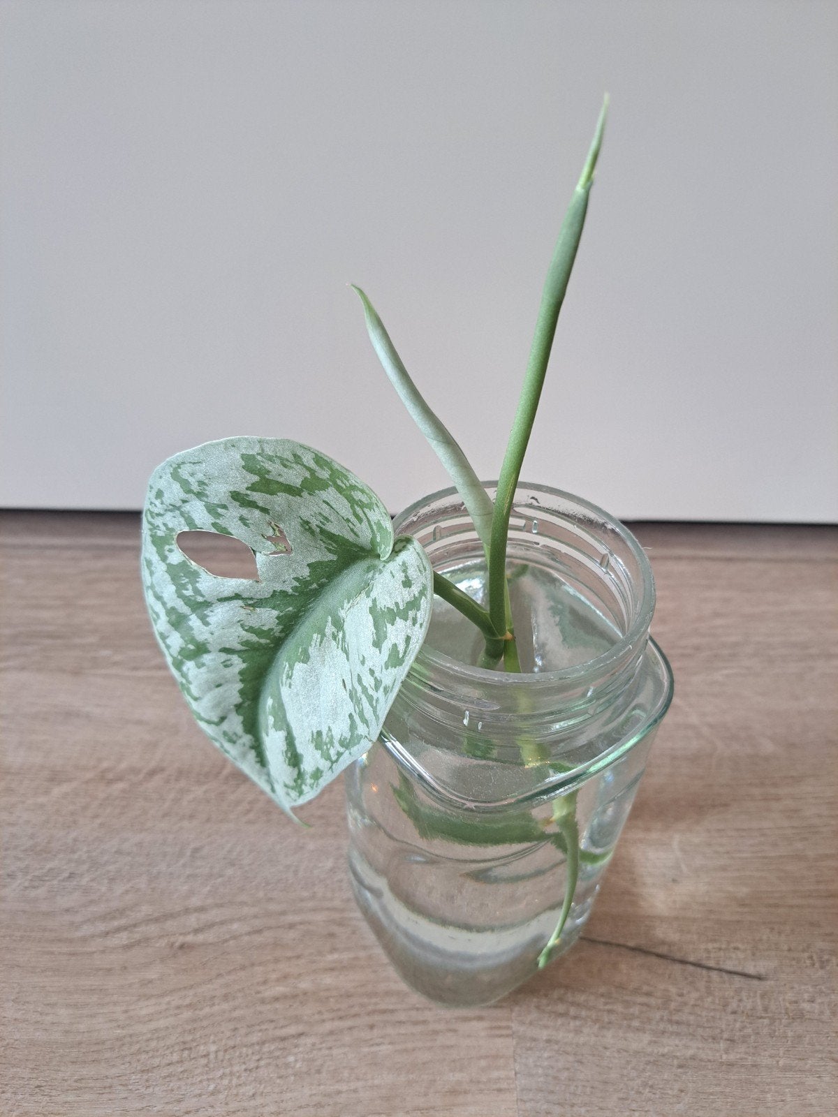 Scindapsus Pictus Trebie big leaf topstekken op water, Huis en Inrichting, Kamerplanten, Ophalen, Overige soorten, Halfschaduw