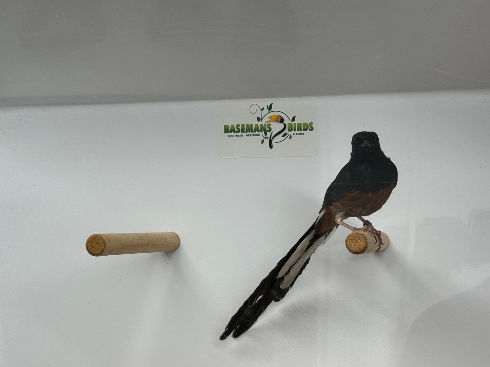 Schamalijsters - Copsychus malabaricus, Meerdere dieren, Geringd