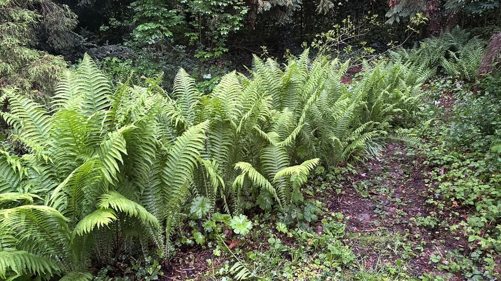 Varens, Tuin en Terras, Planten | Tuinplanten, Ophalen, Bloeit niet, Varens, Halfschaduw
