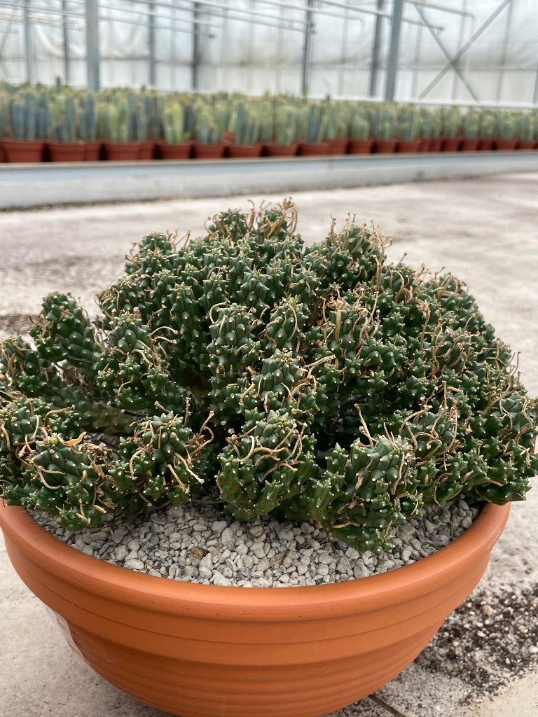 Caudex Euphorbia Pentops zijn habitat is Namibie pot 30 cm, Huis en Inrichting, Overige soorten, In pot, Minder dan 100 cm, Bloeiende kamerplant