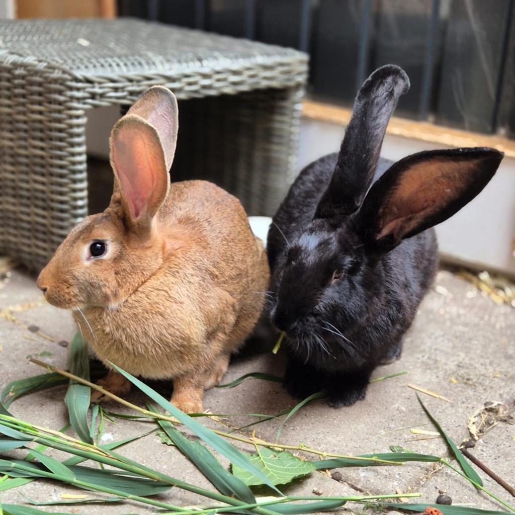 Knap vlaams koppel, Meerdere dieren, Groot