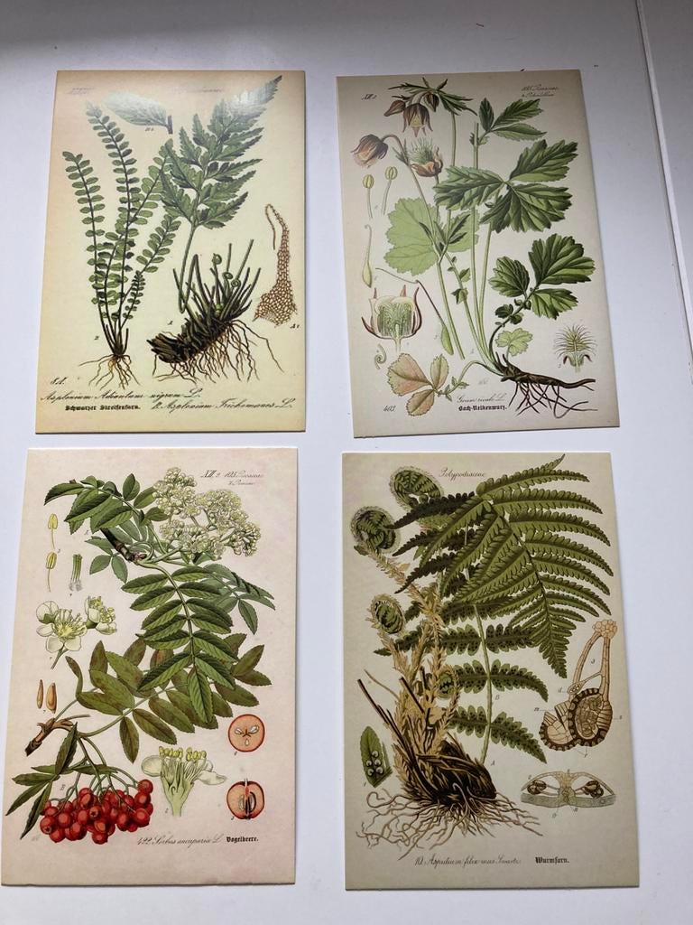 Vintage kaarten - botanische afbeeldingen, Ophalen of Verzenden, Ongelopen, Natuur