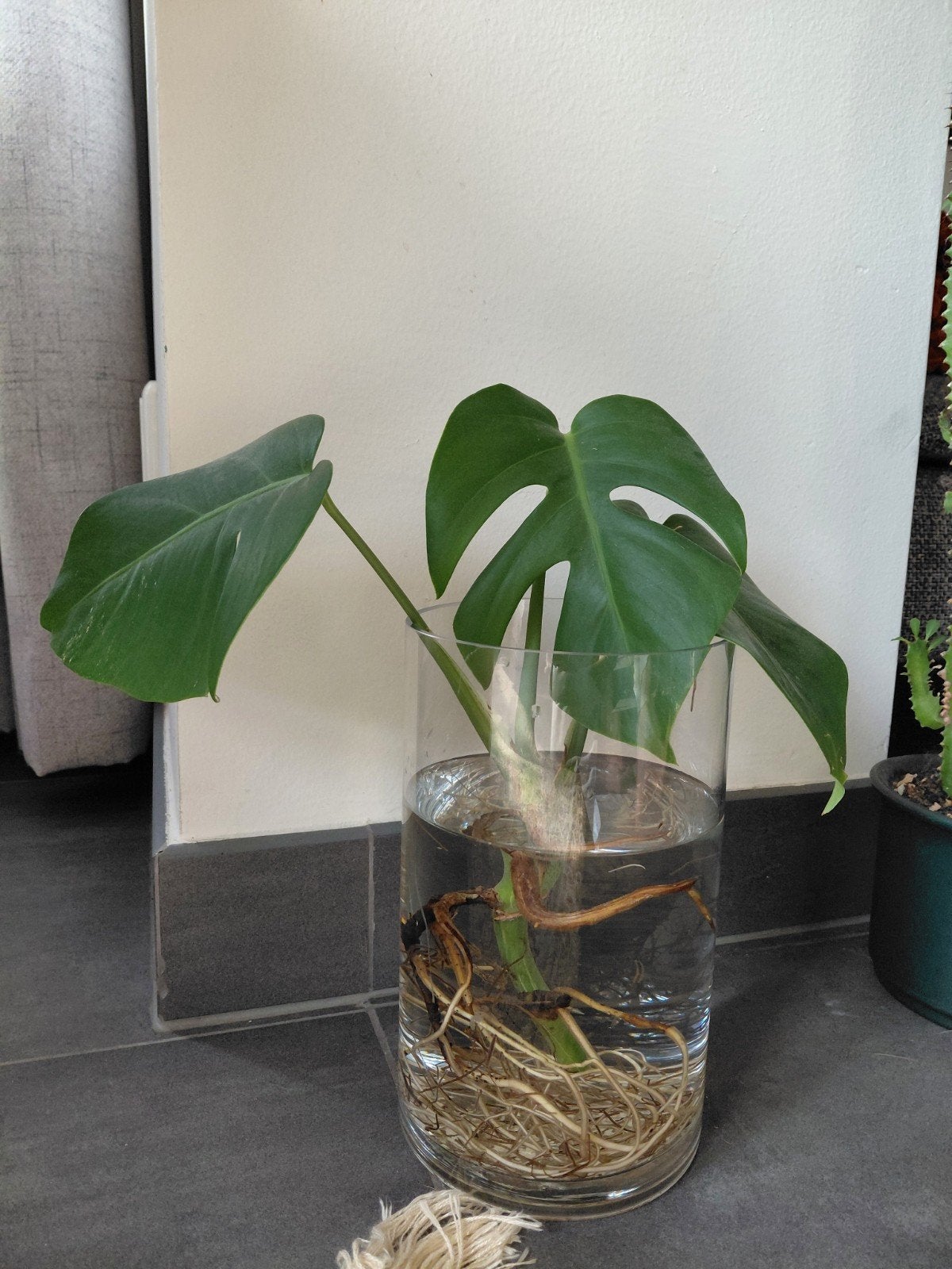 Monstera Deliciosa stek met wortels, Ophalen