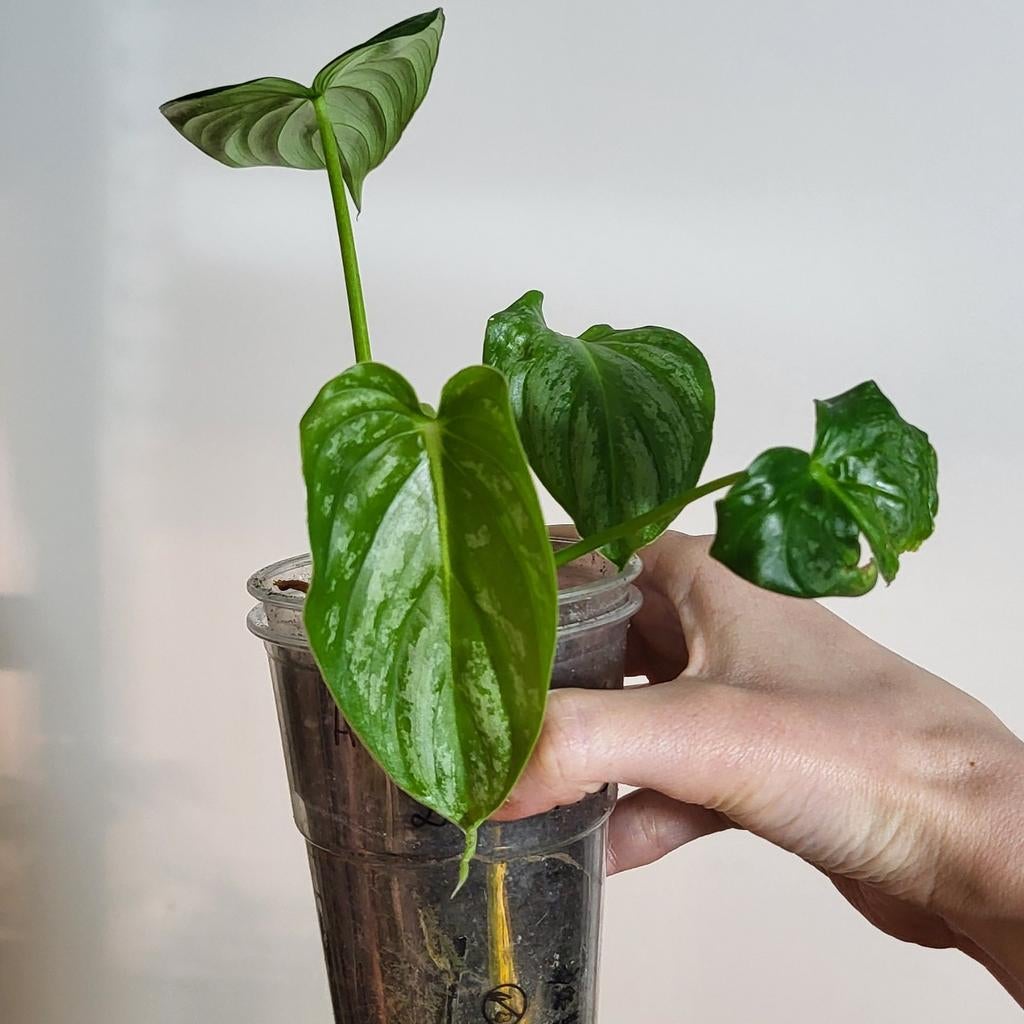 Philodendron mamei, Huis en Inrichting, Kamerplanten, Minder dan 100 cm, Halfschaduw, Ophalen of Verzenden