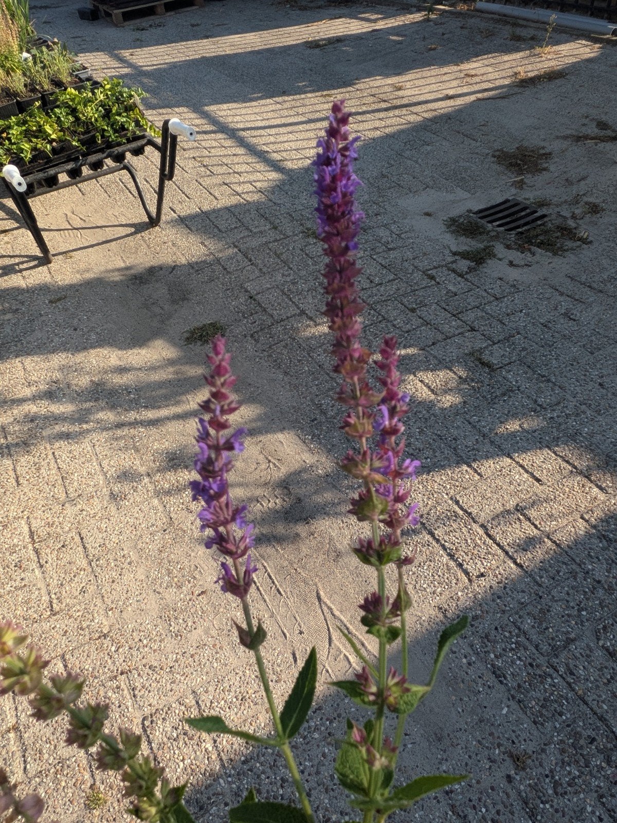 Salvia Ost Friesland - Prachtige Vaste Plant, Overige soorten, Volle zon, Vaste plant, Ophalen of Verzenden