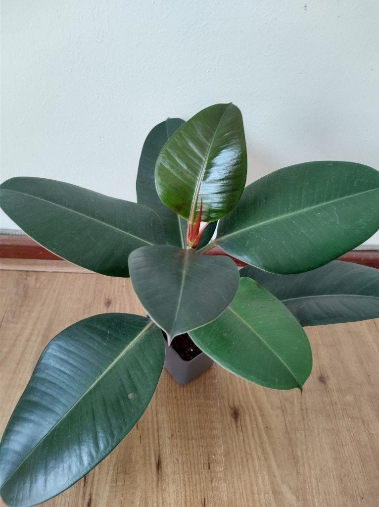 Rubberboom / Ficus Elastica - 38 cm, big leaves, Ophalen, Ficus, Halfschaduw, Minder dan 100 cm