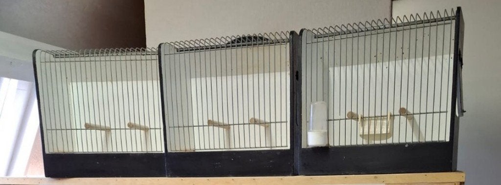 Tentoonstelling vogelkooien, Dieren en Toebehoren, Ophalen, Gebruikt, Hout, Vogelkooi
