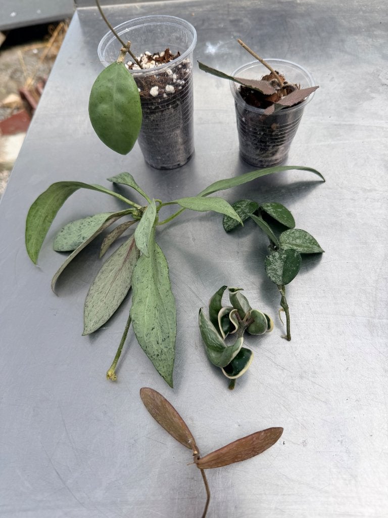 Hoya pakket 1, Ophalen of Verzenden, Halfschaduw, Minder dan 100 cm