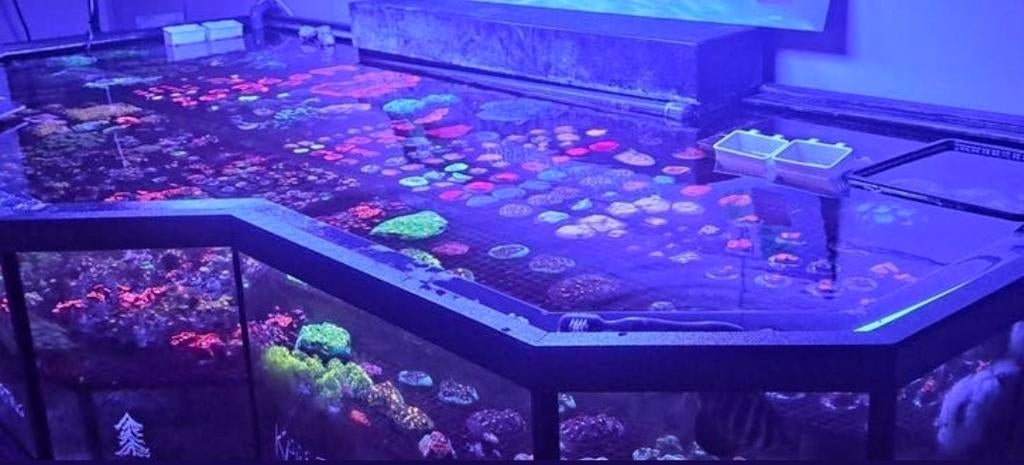 Collorful corals and frag tank, Ophalen
