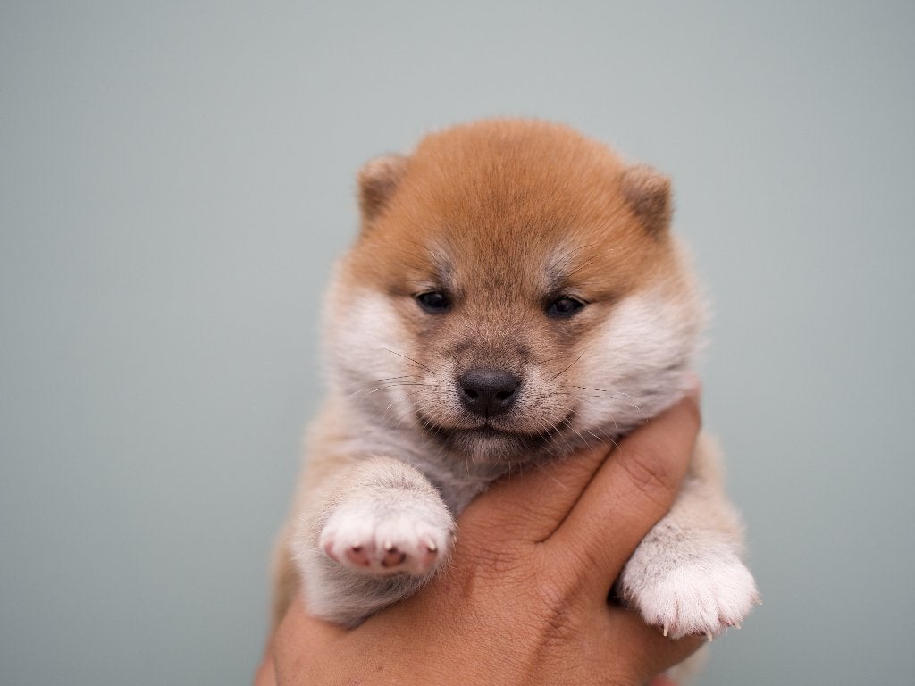 Uniek & Zeldzaam: Mame Shiba puppies de eerste !!!, 8 tot 15 weken, Meerdere, Meerdere dieren, Klein