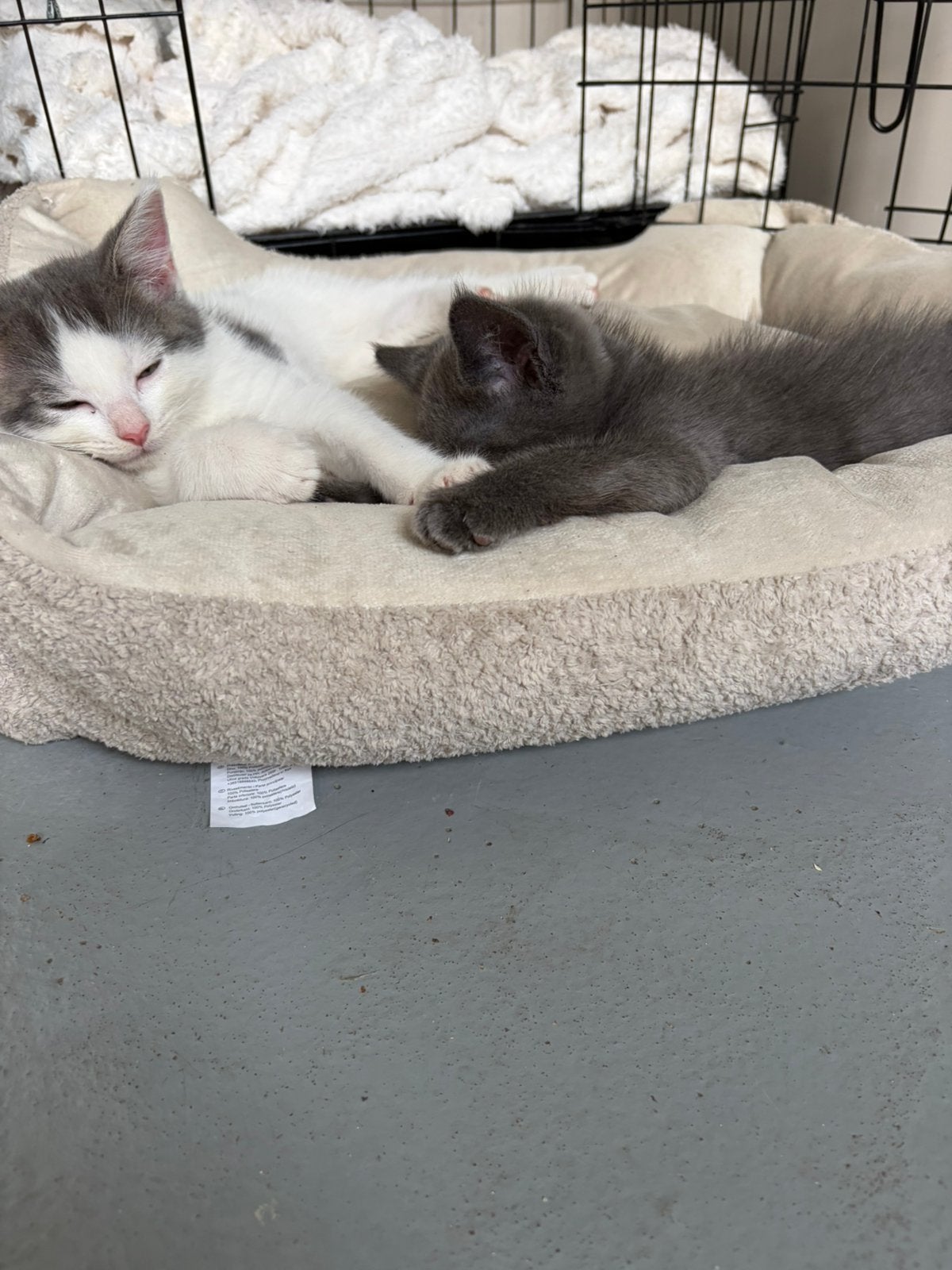 Kittens, Dieren en Toebehoren, Katten en Kittens | Dekkaters
