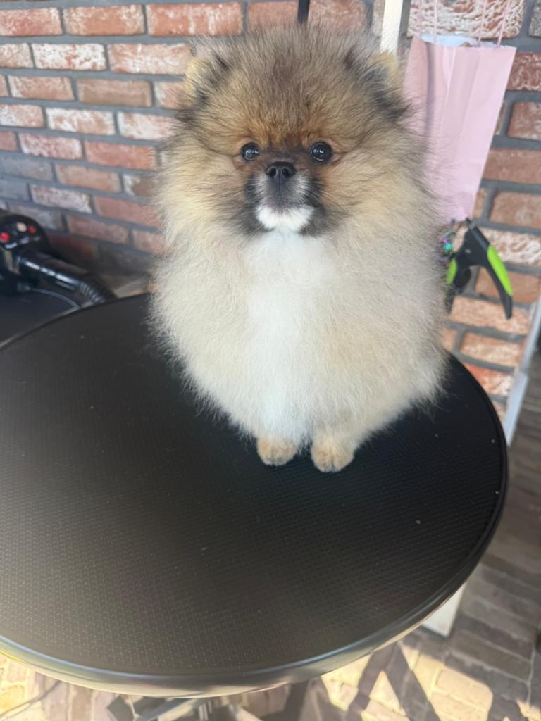 100% Pomeriaan Reutje Bear Face | FCI | Orange Sable, Dieren en Toebehoren, Parvo, Keeshond, 15 weken tot 1 jaar, Reu