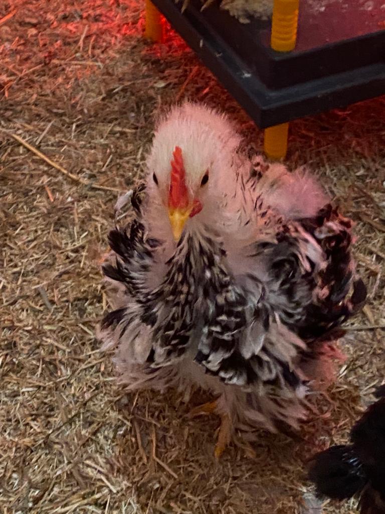 Krul haantje cochin, Dieren en Toebehoren, Pluimvee, Mannelijk, Kip