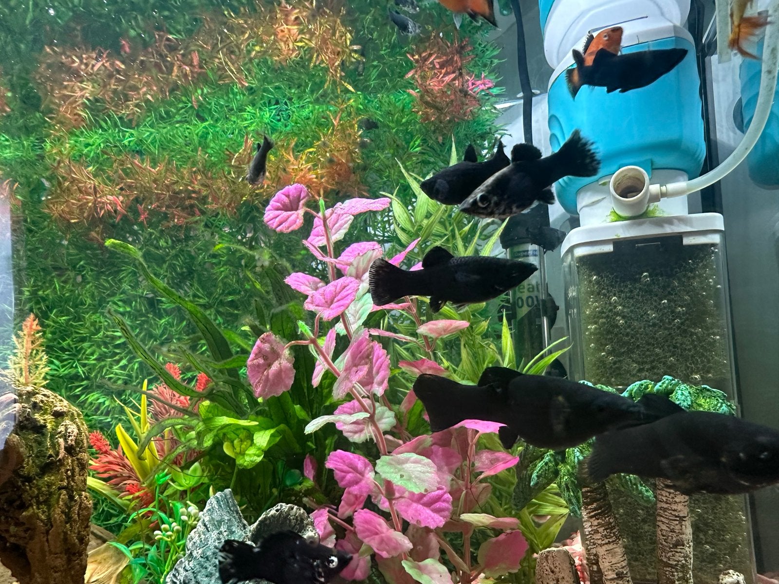 Black Molly’s te koop, Dieren en Toebehoren, Vissen | Aquariumvissen, Vis