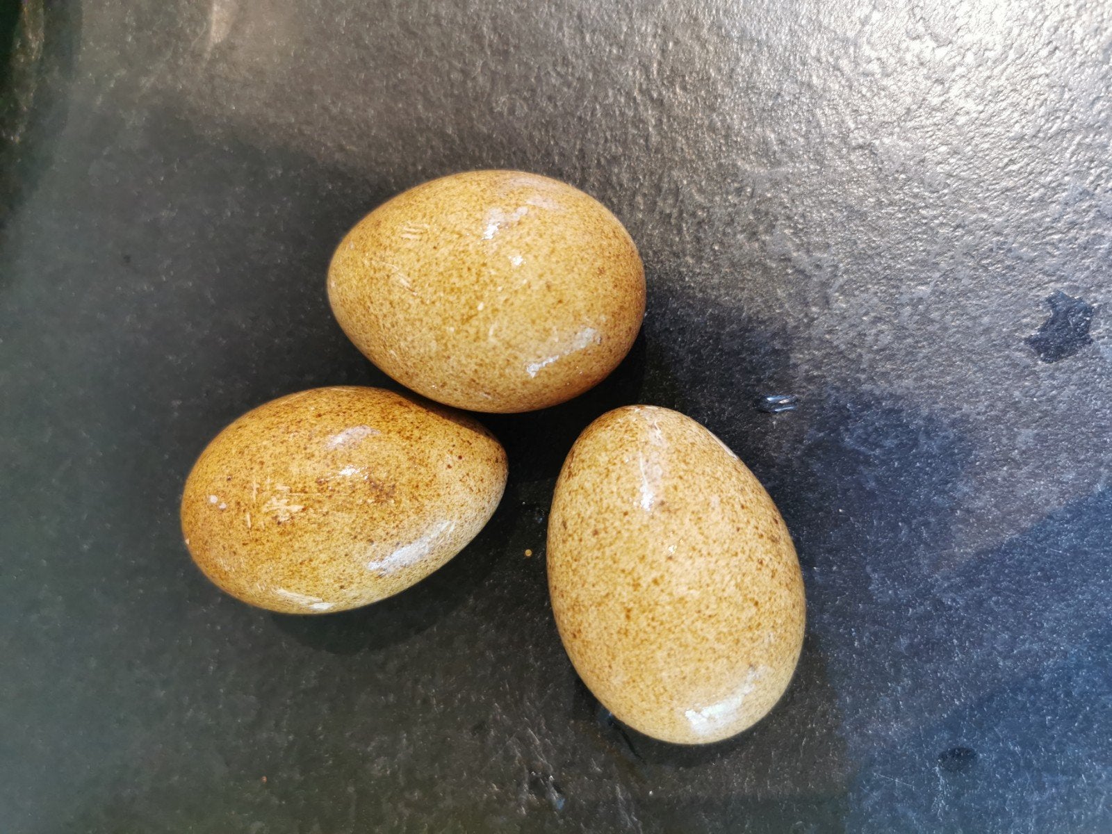 Broedeieren temminck tragopaan, Dieren en Toebehoren, Ophalen of Verzenden, Overige typen