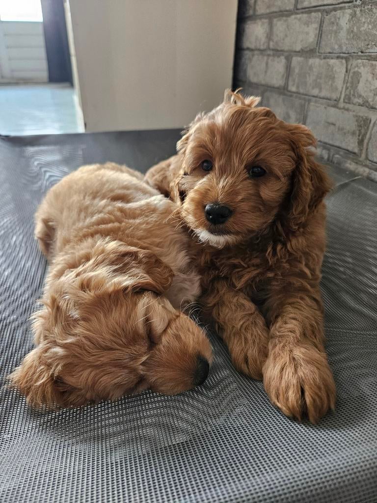 Mini Australian labradoodle / Mini labradoodle pups, Overige rassen, 8 tot 15 weken, Parvo, Meerdere
