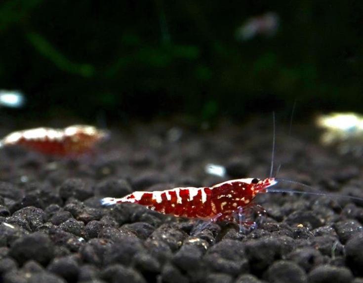 Red galaxy boa's, Ophalen of Verzenden, Zo goed als nieuw
