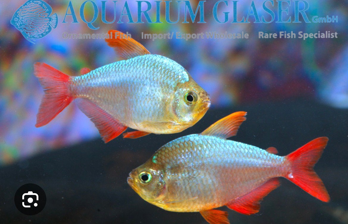 25-30x hyphessobrycon colombianus, Dieren en Toebehoren, Vis, Zoetwatervis, Schoolvis