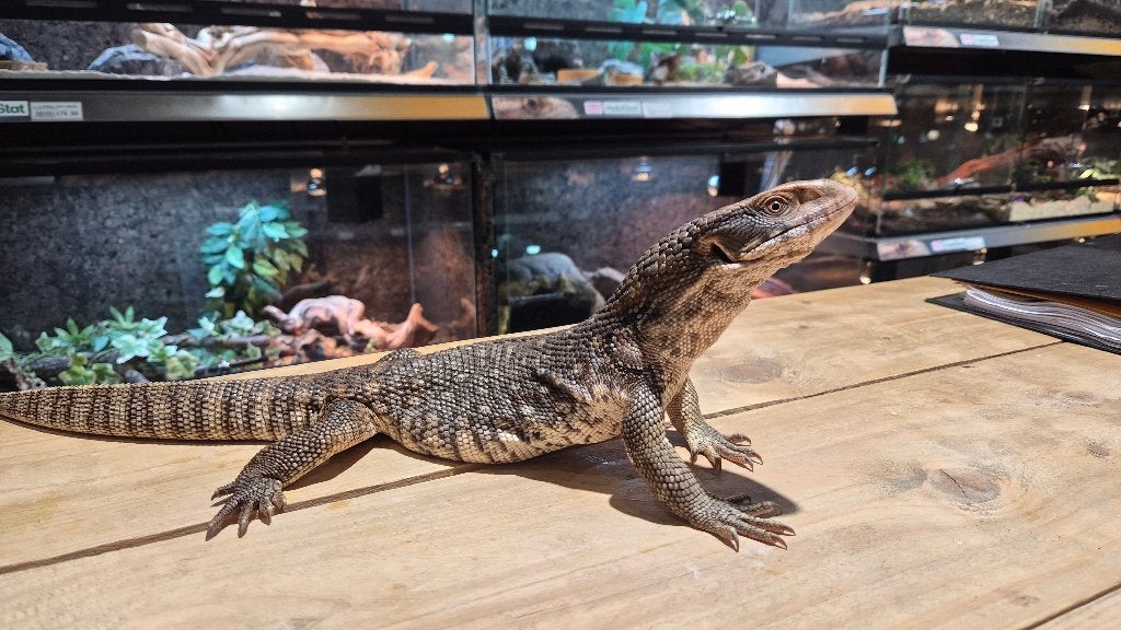Steppevaraan (Varanus exanthematicus) Monitor Lizard - male for sale from DierenSpecialZaak Den Bosch