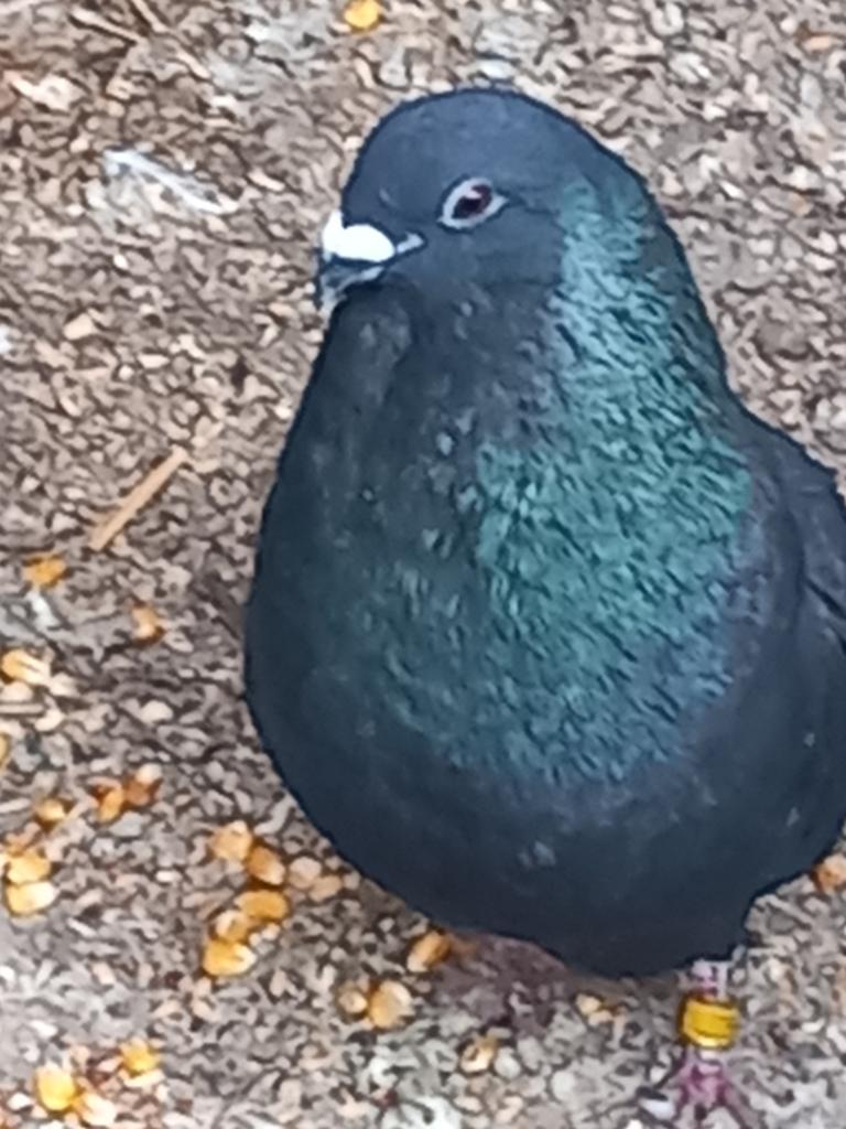 Haagse til duiven lokkers, Meerdere dieren, Kropper