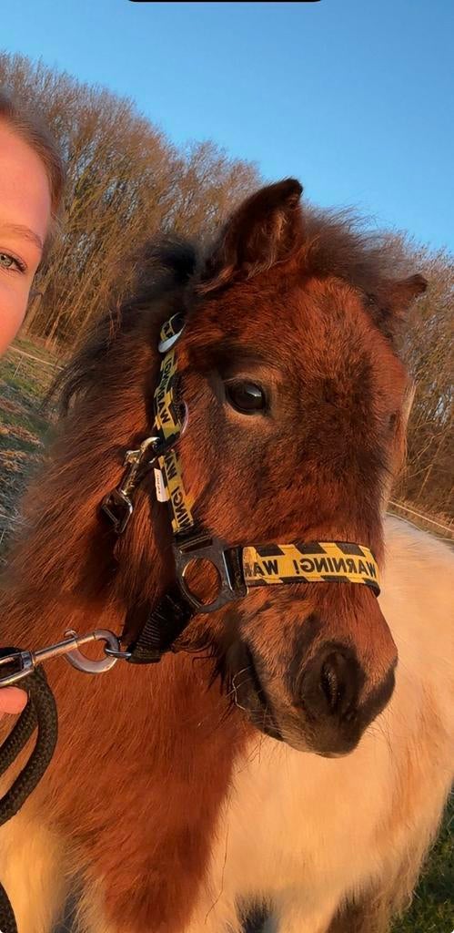 Merrie jaarling, Dieren en Toebehoren, Pony's, Merrie, Niet van toepassing, A pony (tot 1.17m), 0 tot 2 jaar