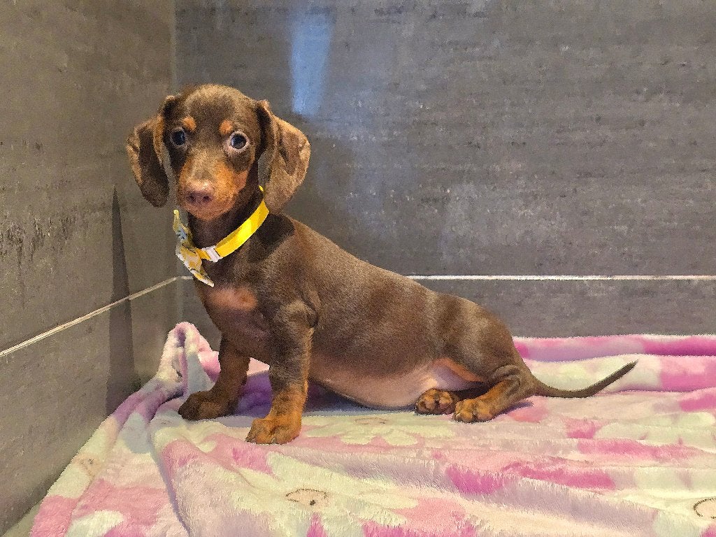 pups Teckel dwerg/kaninchen, Dieren en Toebehoren, Honden | Teckels en Dashonden, 8 tot 15 weken, Korthaar, Teef, Dwerg