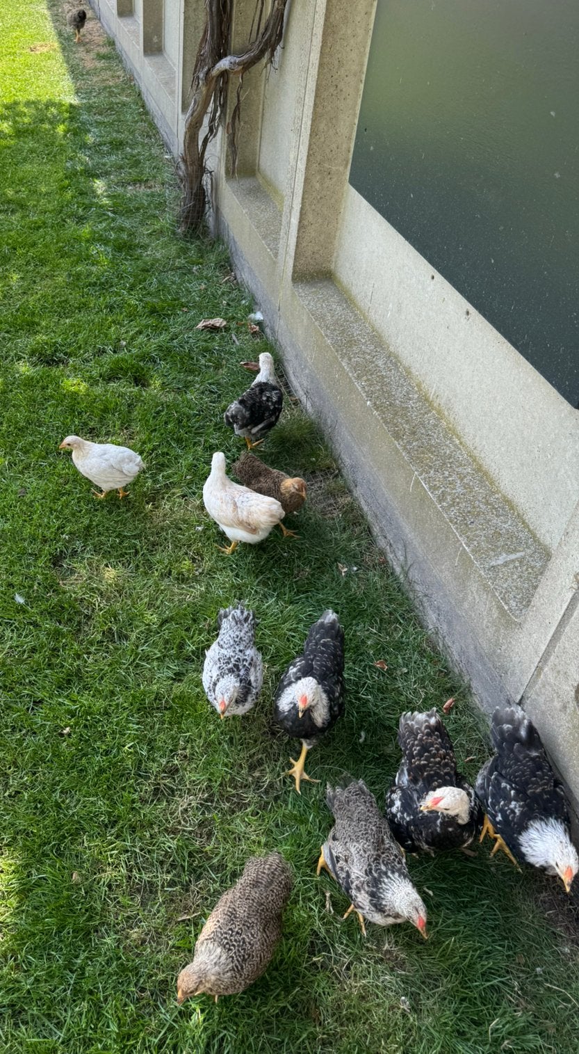 Jonge Wyandotte kriel kuikens, Dieren en Toebehoren, Pluimvee, Geslacht onbekend, Kip