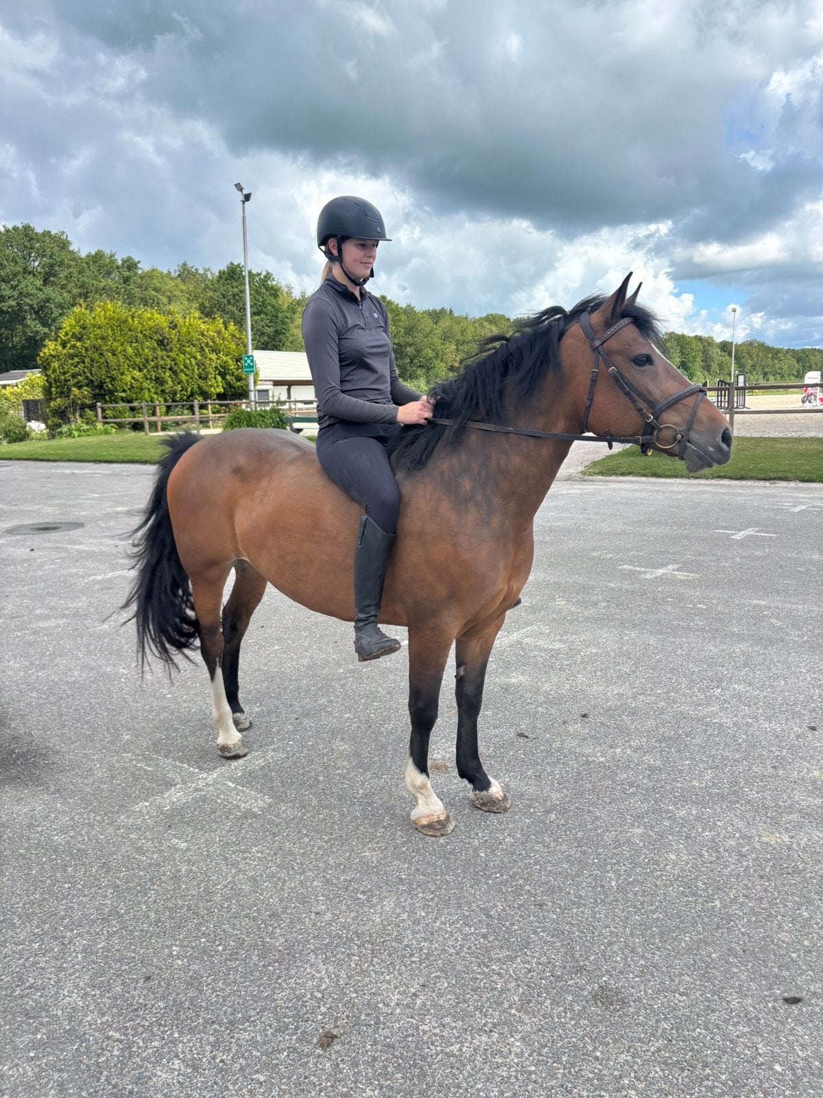 Te koop::mooie grote 7 jarige D pony merrie., Dieren en Toebehoren, B, 7 tot 10 jaar, D pony (1.37m tot 1.48m), Merrie