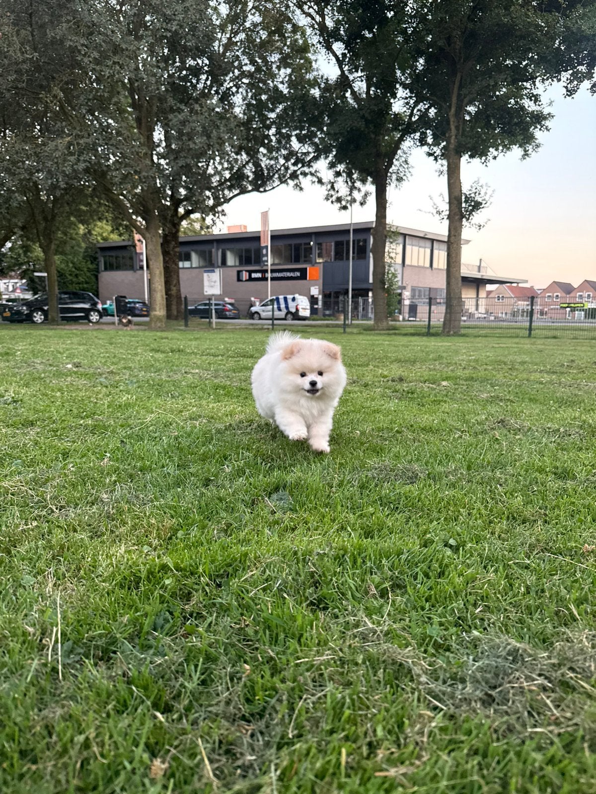 Pomeriaan bear face puppy’s, Dieren en Toebehoren, Honden | Poolhonden, Keeshonden en Oertypen, Parvo, Keeshond, 8 tot 15 weken