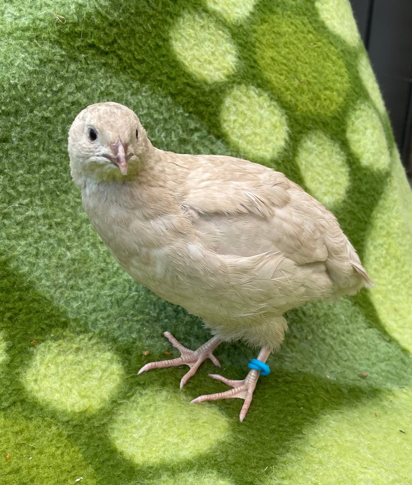 Twee Japanse kwartelhanen, celadon, mooie kleuren, Dieren en Toebehoren, Meerdere dieren, Overige soorten