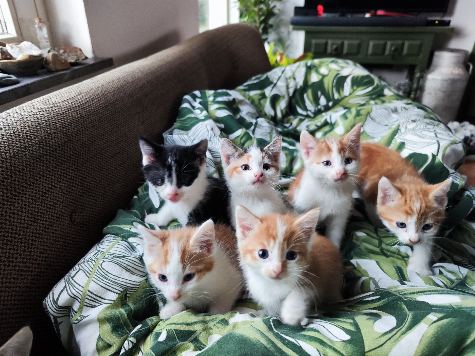 Lieve kittens aangeboden, Meerdere dieren