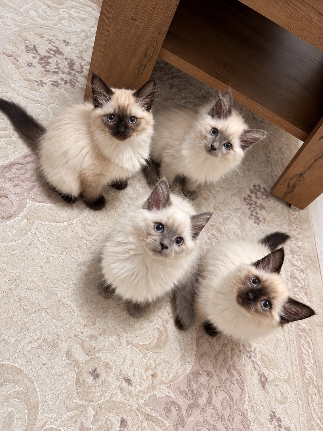 Ragdoll en Siamees kittens