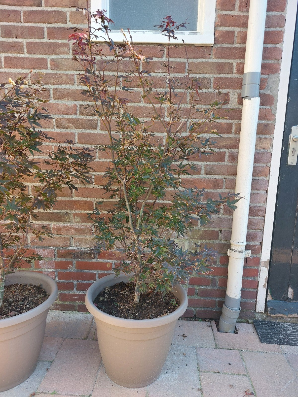 Acer Palmatum Skeeters Broom in pot 
1,20 tot 1,40 m hoog., Tuin en Terras, Bloeit niet, Overige soorten, 100 tot 250 cm, Ophalen