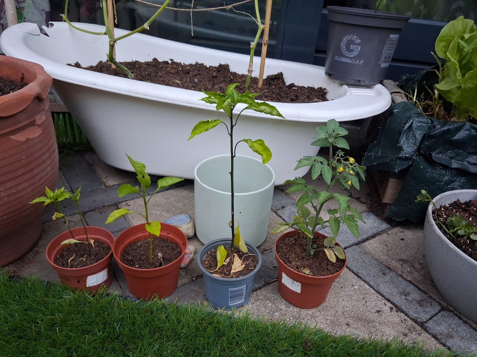 Pepper- en tomatenplantjes, Ophalen, Volle zon, Groenteplanten, Eenjarig