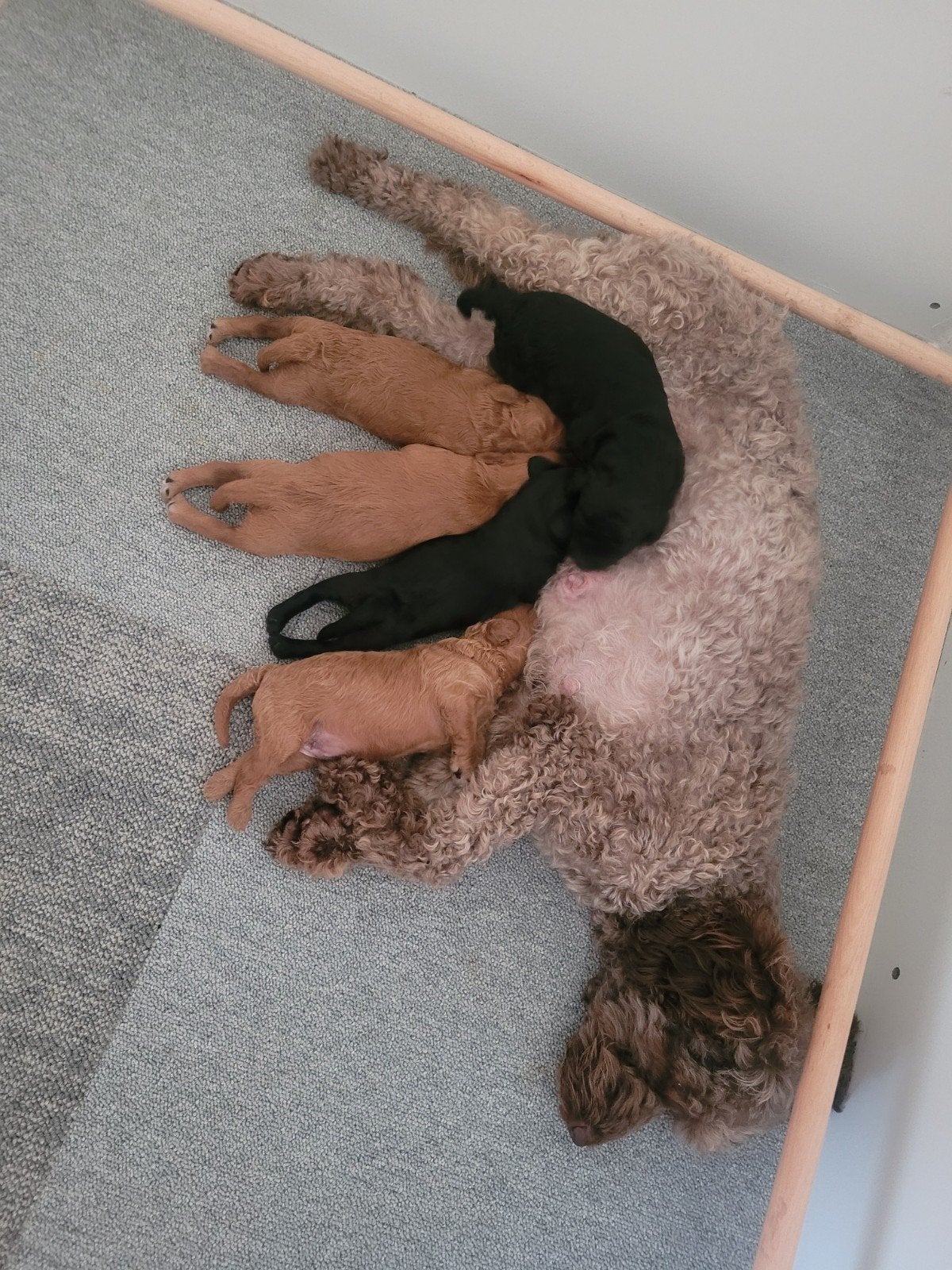Mini labradoodle pups, Parvo, Overige rassen, 8 tot 15 weken, Meerdere