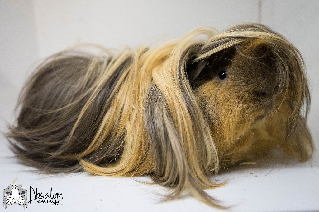 Diablo. Choco lux buff witte california choco peruvian cavia, Dieren en Toebehoren, Cavia, Mannelijk, December, Tam