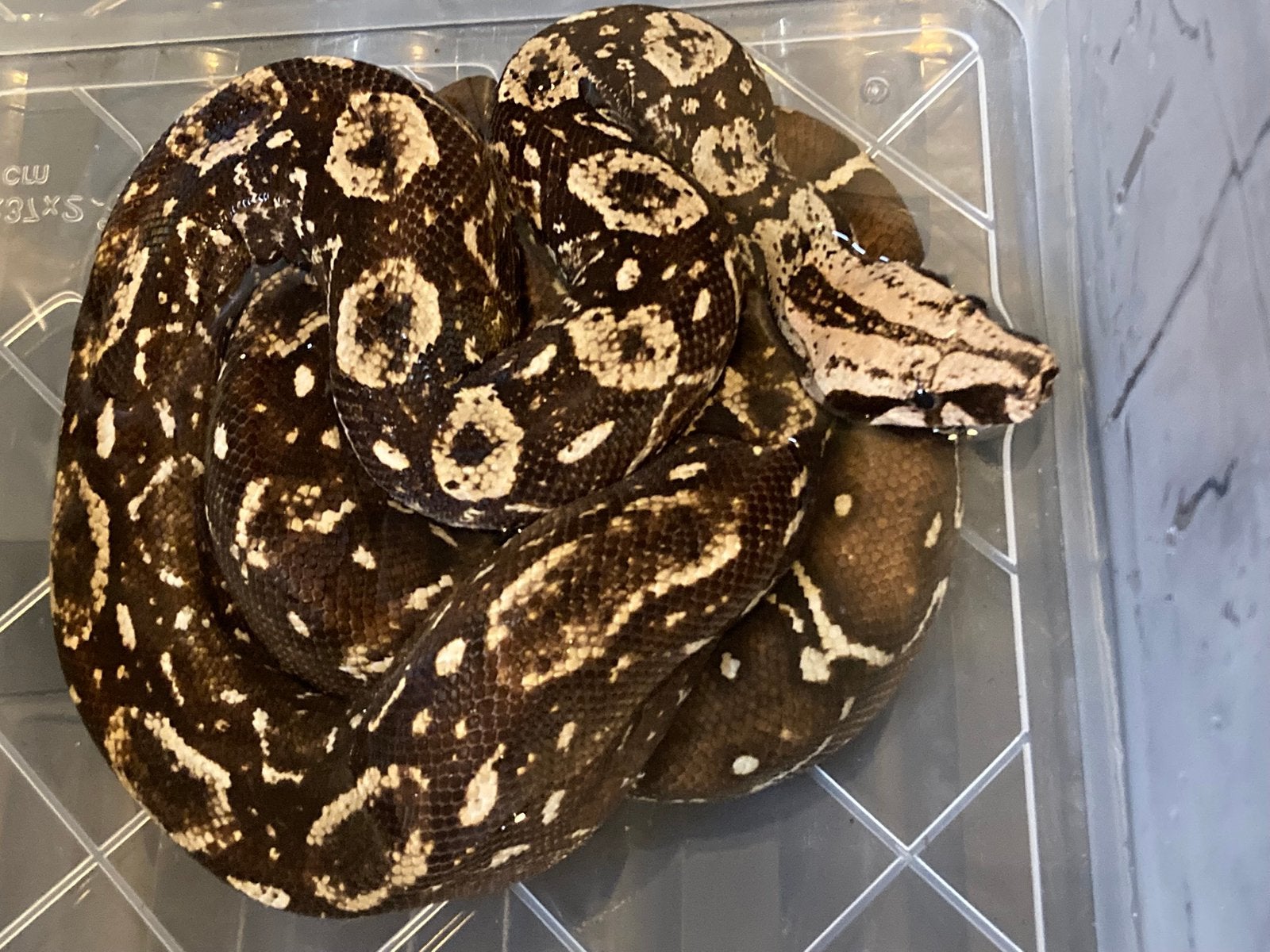 Boa constrictor imperator localiteit Nicaragua Boa Constrictor photo 6