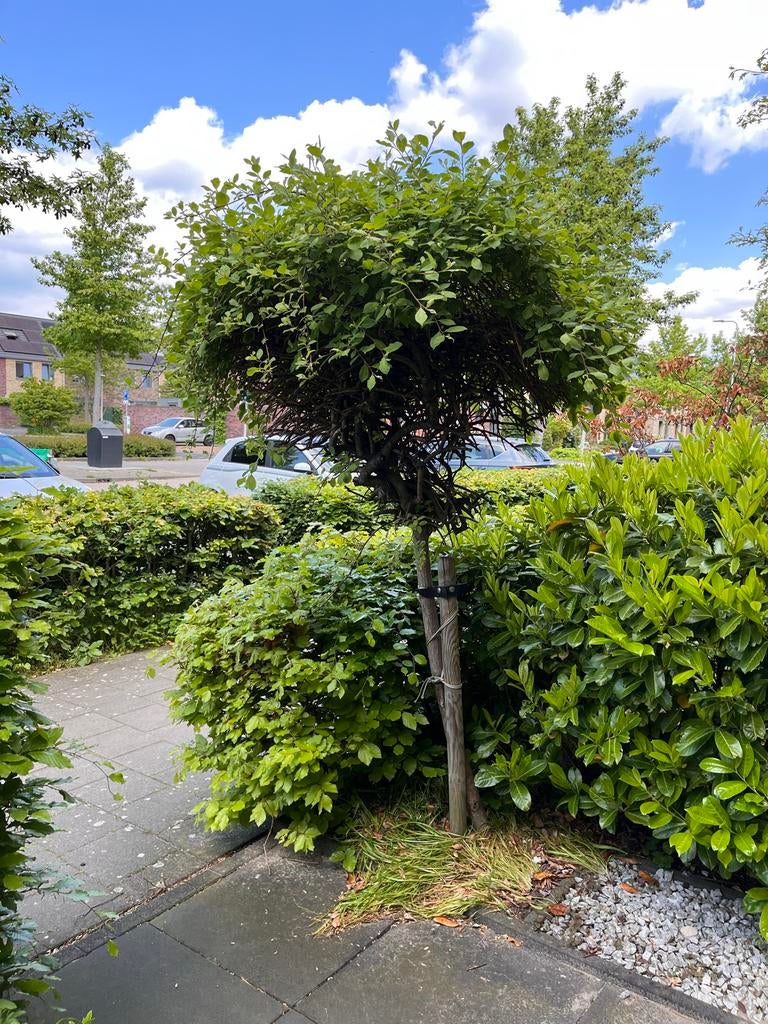 Katjesboom!! GRATIS eruit én op te halen!!!, Tuin en Terras, Planten | Bomen, Ophalen, Bloeit niet, Halfschaduw, Overige soorten
