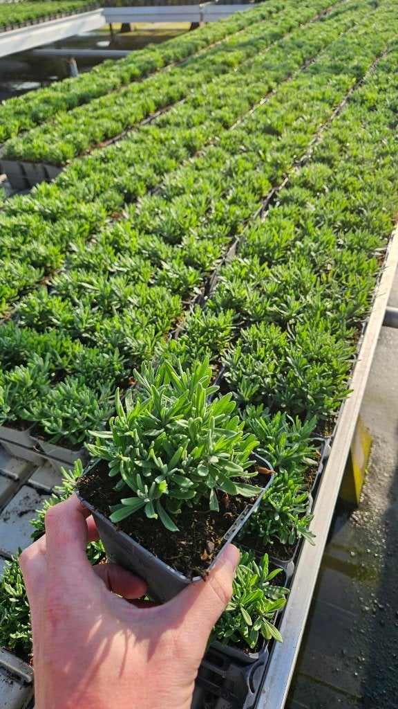 Lavandula hidcote - compact - lavendel - paarsbloeiend, Bodembedekkers, Volle zon, Vaste plant, Ophalen of Verzenden