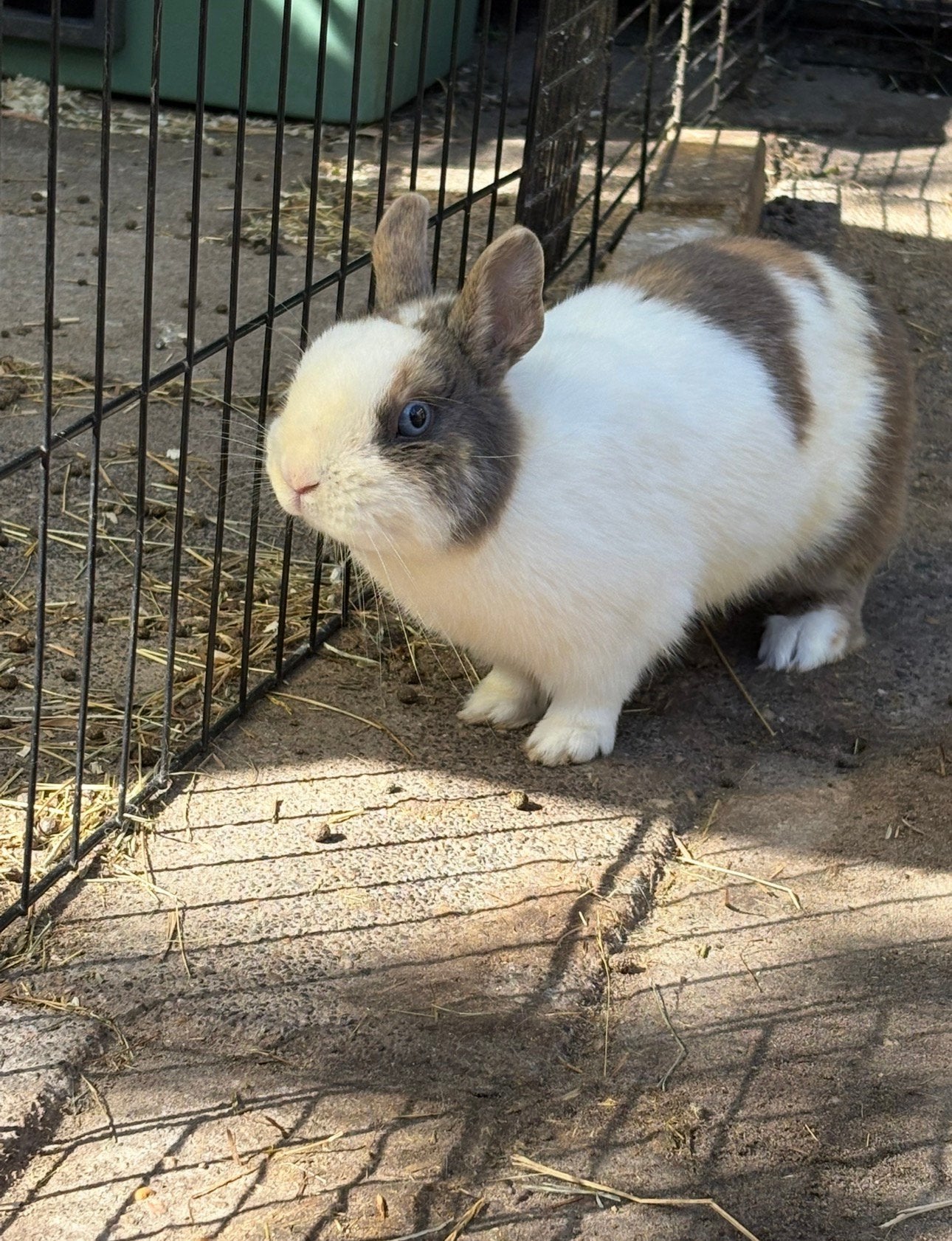 Prachtig japannerbont rammetje löffelohr, Dieren en Toebehoren, Konijnen, Mannelijk, Dwerg, 0 tot 2 jaar