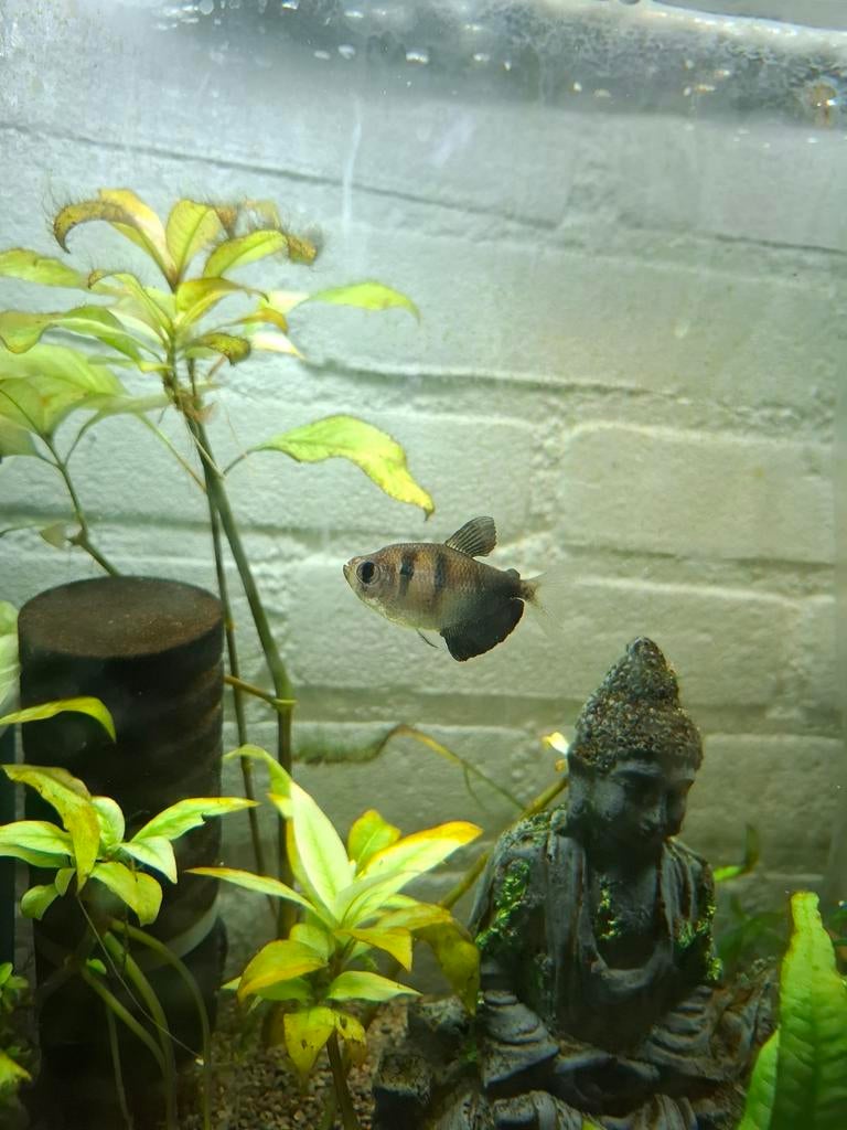 Zwarte tetra, Dieren en Toebehoren, Vis